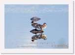 Haapanat_European wigeon * 2387 x 1689 * (1.61MB)